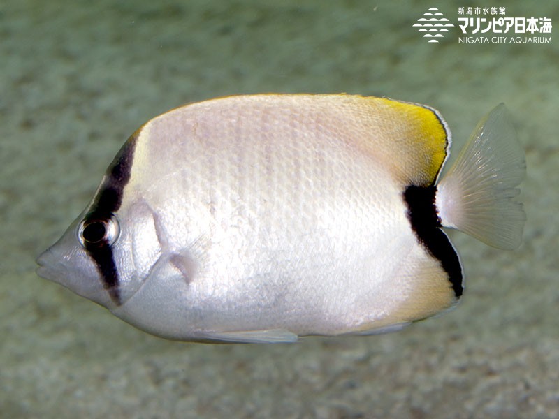新潟市水族館 マリンピア日本海 生物図鑑 ≫ 「リーフバタフライフィッシュ」